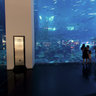 Dubai Mall Aquarium & Underwater Zoo