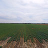 field near the town of Raanana