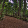 Redwood Trees at Henry Cowell Redwood State Park