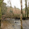 Cardinham Woods Stream - 360 Panoramas