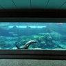 Aquarium of the Pacific