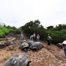 Giant Galapagos Tortoises