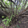 Galapagos - Isabela - Ecuador - Klein (2)