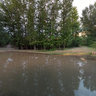 Pond
