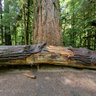 The Big Tree (Cathedral Grove)
