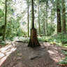 Old Growth/New Growth