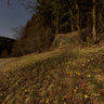 Monschau - Kalterherberg - Perlenbachtal - Narcissus on the wayside