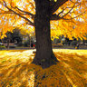 Tokyo National Museum  Ginkgo tree