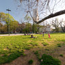 il Vecchio Albero dei Giardini Pubblici