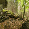 Bosco della Valmasino