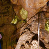 Grotte di Rescia
