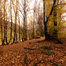 Bosco a Montecampione