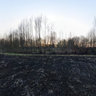 Scorched earth.