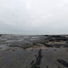 Mussel banks near Audresselles 