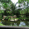 Singapore Zoo - White tigers