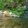 Platte Cove Falls