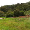 Denniston4