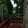 Tree climbing in the Amazon rainforest