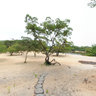Roosevelt River Lodge
