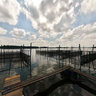 Fish Farm / Madu Ganga / Sri Lanka