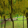 Lavernum arch