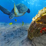 Dugon - Red Sea