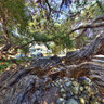 Alice Keck Park's Australian Tea Tree