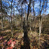 Ancient Peat Bog