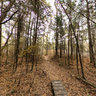 Walkway Over Wetlands