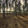 Black Park