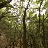 Torent D'Orient