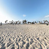 Venice Beach