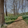Blithewold Garden Daffodils