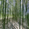 Blithewold Bamboo Forest