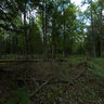 Madeline Island forest