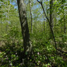 Trillium Woods