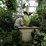 Surgery on a Rotting Corpse