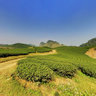 Tea Hill in Moc Chau 3