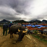 The buffalo selling area in Bac Ha fair, Vietnam (Chợ trâu ở chợ phiên Bắc Hà)