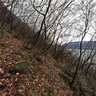 lago di como - bosco presso Pino (Varenna)