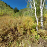 Alpine Loop in Fall
