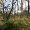 Stream through woodland in autumn
