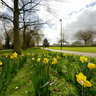 Daffodils in Welland Park, Harborough