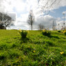 Daffodils by the Millennium Mile, Harborough