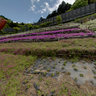 Flowerbed Behind a Surimi Factory