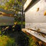 Swarm of Bees by the Beehive