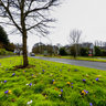 Quimper Printemps Crocus