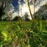 Pissenlit Dandelion