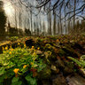 Ranunculus Ficaria