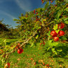Cidre Pommiers Kersuntec Combrit Pays Bigouden 1991